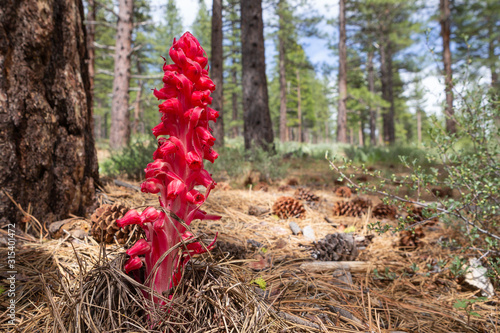 Bright red snow plant growing on forest floor in ponderosa pine forest in Sierra Nevada photo