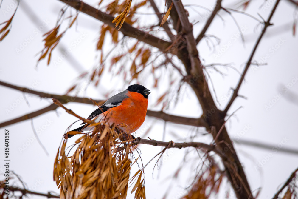 Bullfinch feeding on the tree branch worried by absence of the snow. Bullfinch feeding on the tree branch worried by absence of the snow.