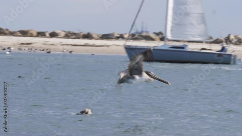 a brown pelican (pelecanus occidentalis) in flight