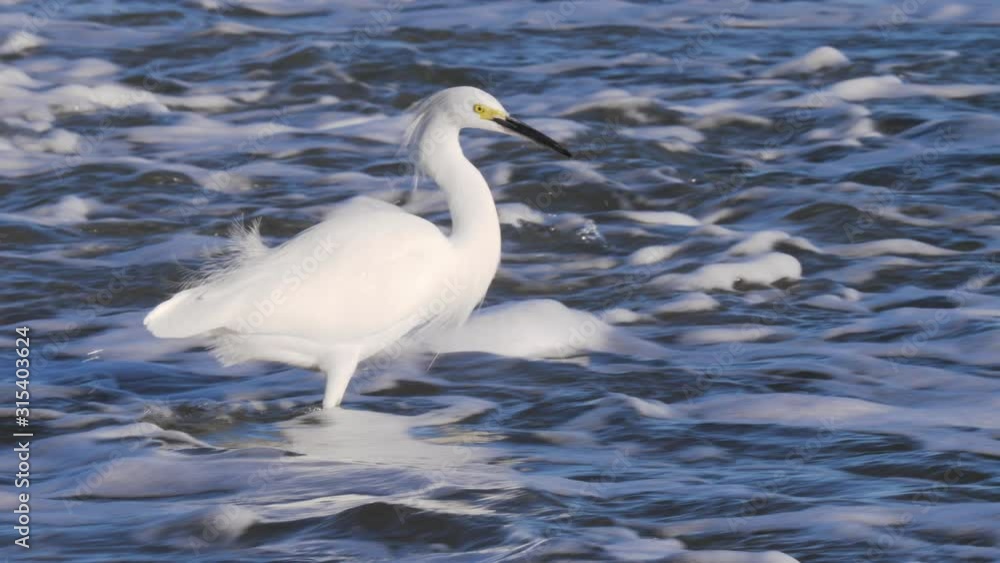 snowy egret is searching food at the californian coast snowy egret is searching food at the californian coast