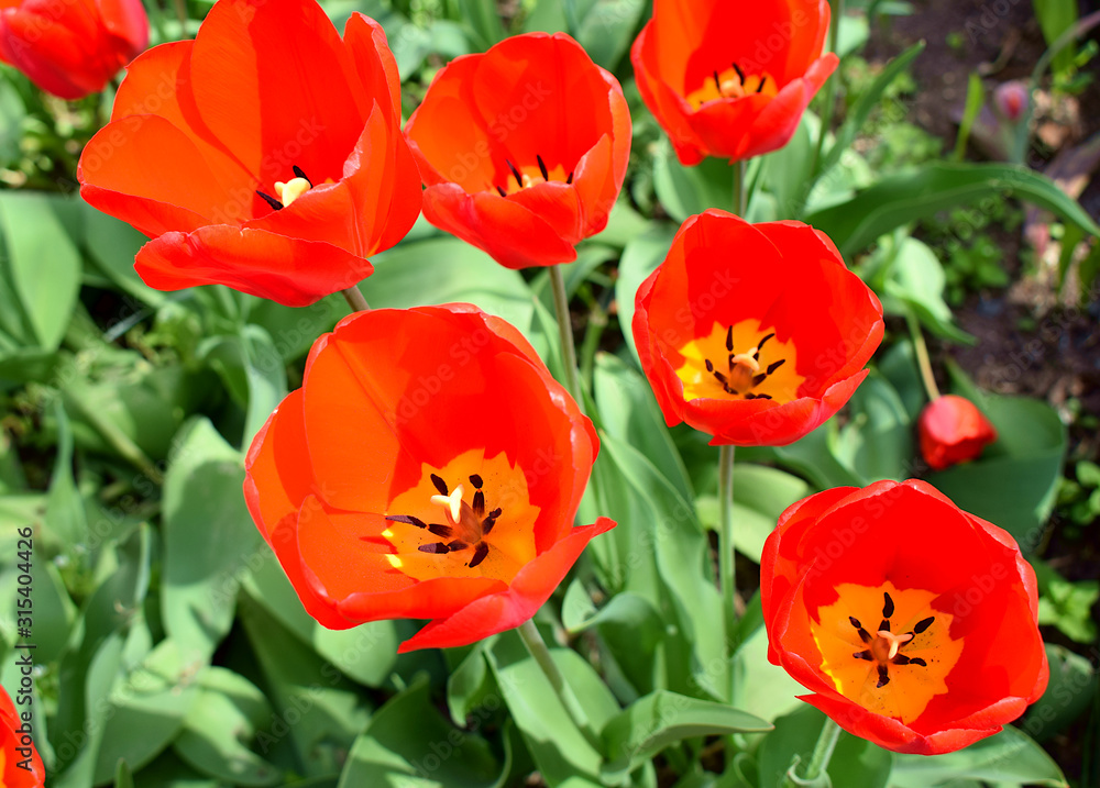 Obraz Piękne czerwone tulipany na tle zielonych liści w polu wiosną.