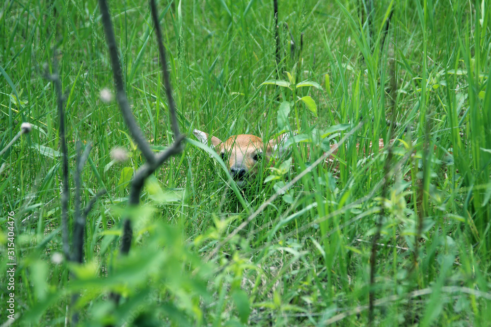 Obraz premium White-Tailed Deer Fawn