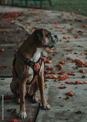 Calm boxer dog in harness spending time sitting on ground in urban street in fall looking away photo