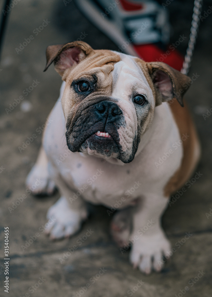 From above of cute bulldog sitting on ground looking at camera spending time in street From above of cute bulldog sitting on ground looking at camera spending time in street