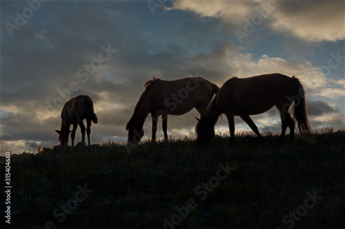 Kazakhstan. Grazing horses in the steppes of the natural mountain Park Bayanaul. © Александр Катаржин