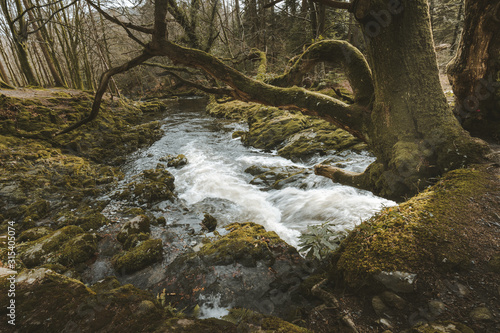 Spring landscape of forest park with small raging river flowing among old trees and stones covered with moss in Northern Ireland photo