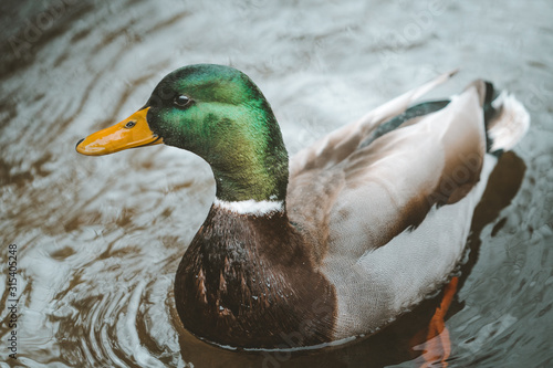 Graceful mallard duck swimming in dark water with ripples in Tollymore Forest Park on Northern Ireland