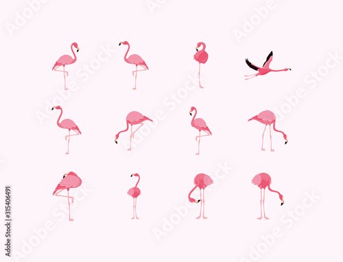Flamingos birds set vector design photo