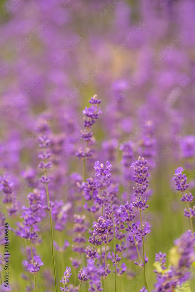 Naklejka premium Lavendel