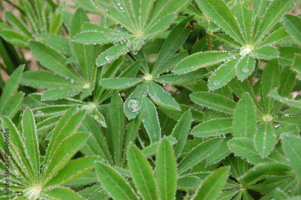 water drops on green leaves water drops on green leaves