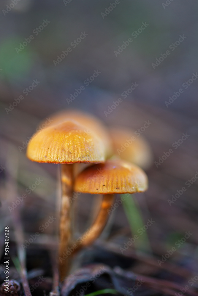 Small mushrooms on the floor of a pine forest. Small mushrooms on the floor of a pine forest.