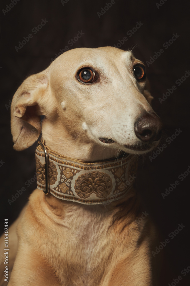 Alert attentive brown Sighthounds dog Alert attentive brown Sighthounds dog