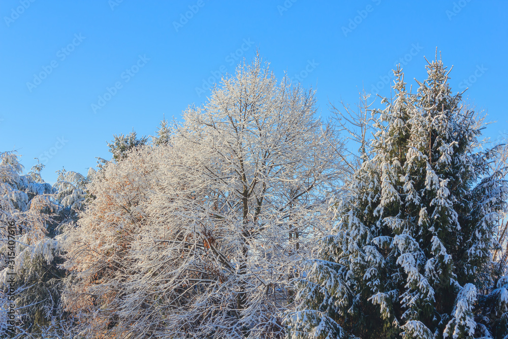 a white winter landscape/view of snow covered trees a white winter landscape/view of snow covered trees