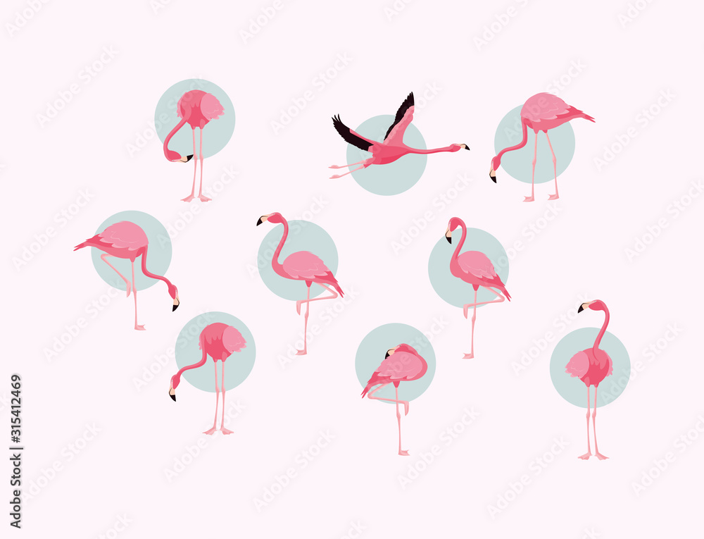 Flamingos birds set vector design Flamingos birds set vector design