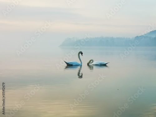 cigni sul lago © Mauro