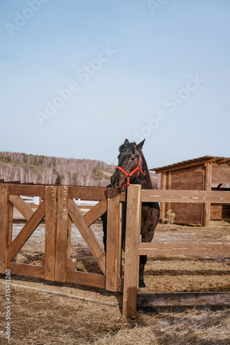 Brown horse in snaffle behind wooden fence