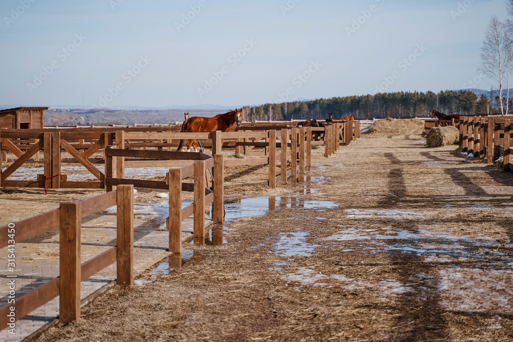 Brown horse in snaffle behind wooden fence Brown horse in snaffle behind wooden fence