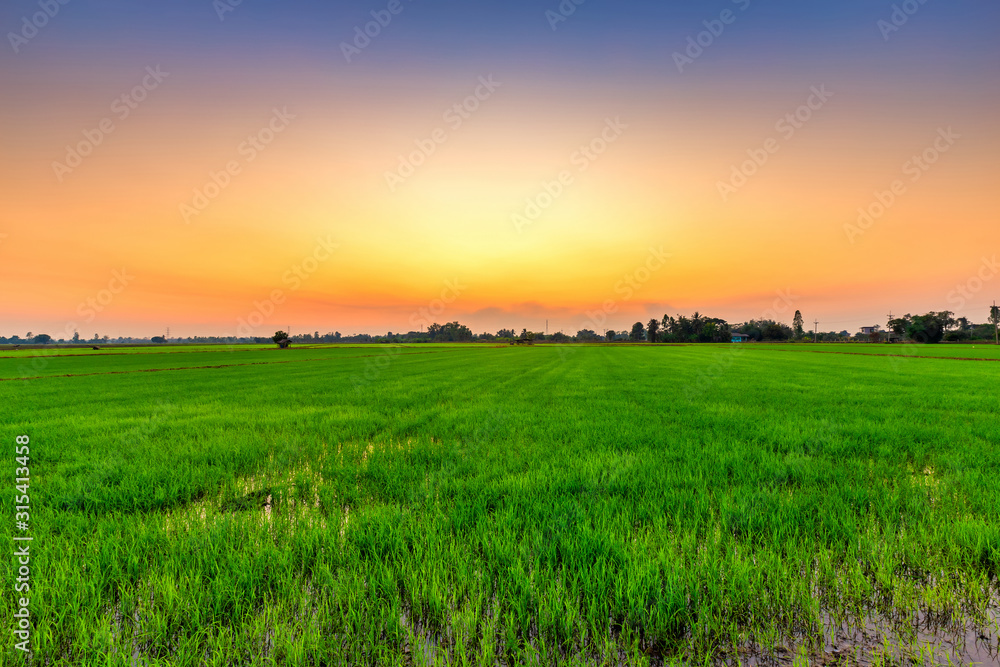 Beautiful green field cornfield or corn in Asia country agriculture harvest with sunset sky background. Beautiful green field cornfield or corn in Asia country agriculture harvest with sunset sky background.