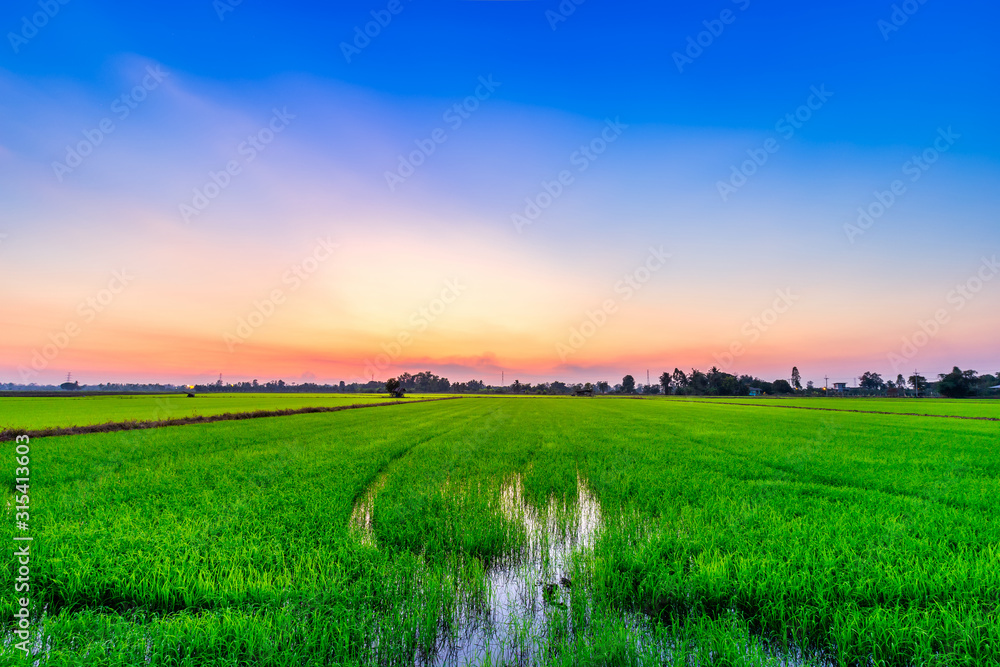 Beautiful green field cornfield or corn in Asia country agriculture harvest with sunset sky background. Beautiful green field cornfield or corn in Asia country agriculture harvest with sunset sky background.