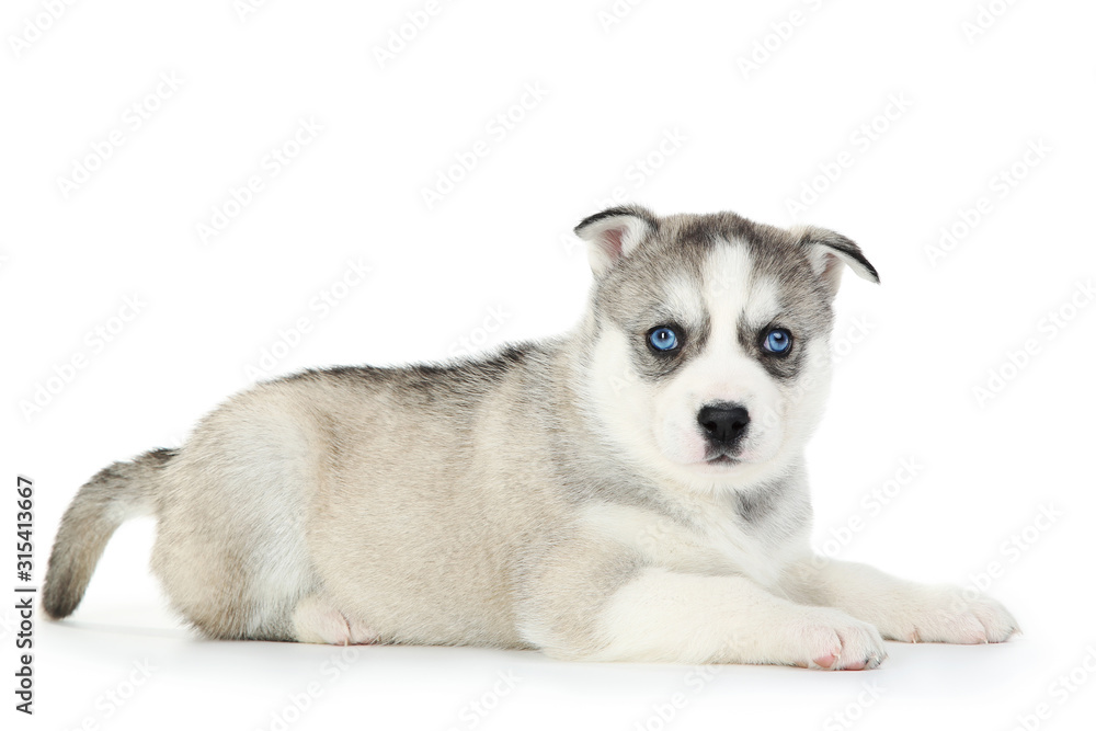 Fototapeta premium Husky puppy isolated on white background