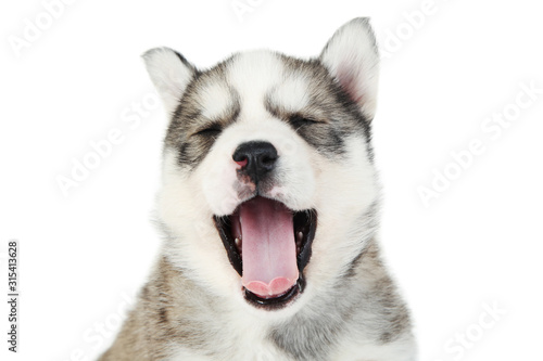 Husky puppy yawning on white background © 5second