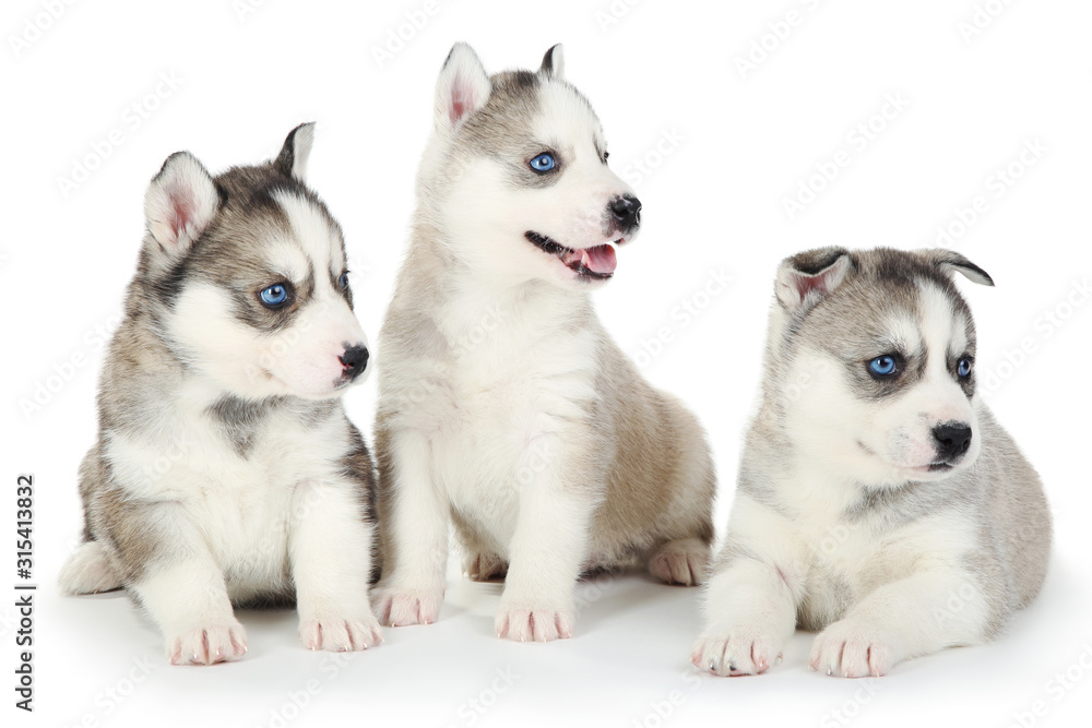 Husky puppies isolated on white background Husky puppies isolated on white background
