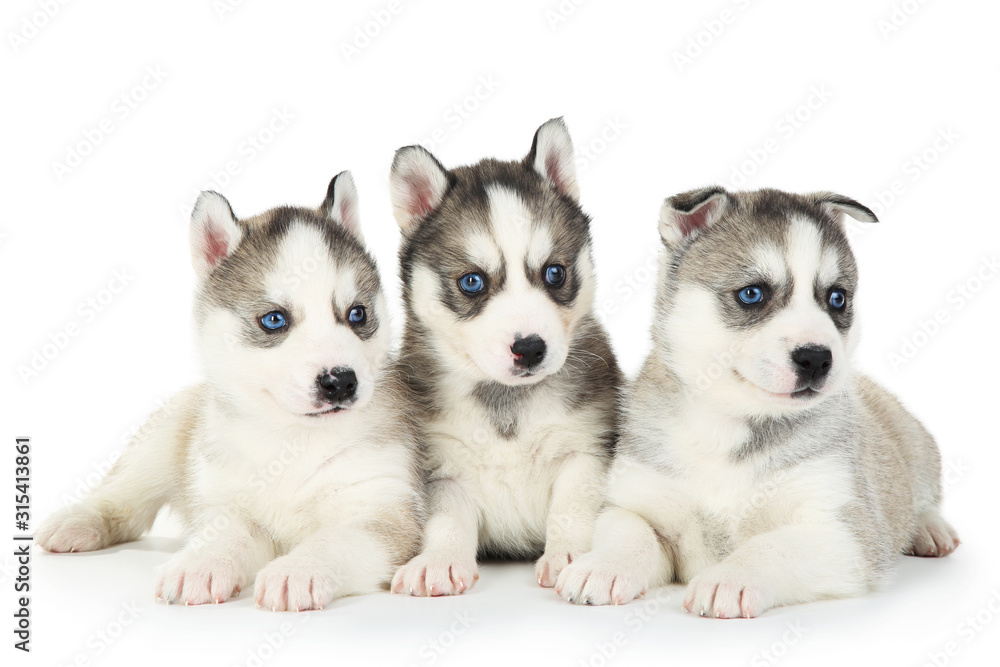 Husky puppies isolated on white background
