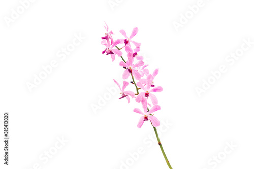 Beautiful pink orchid flowers closeup.Orchid pink and white orchid isolated on white background in fell depth of field  © vatsin
