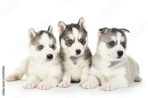 Husky puppies isolated on white background © 5second