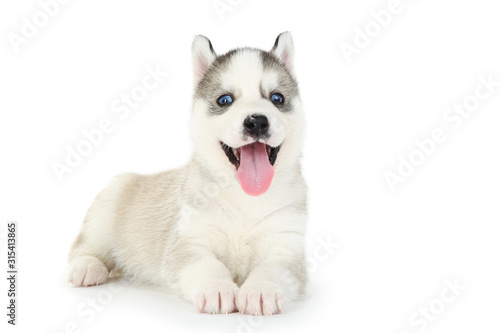 Husky puppy isolated on white background