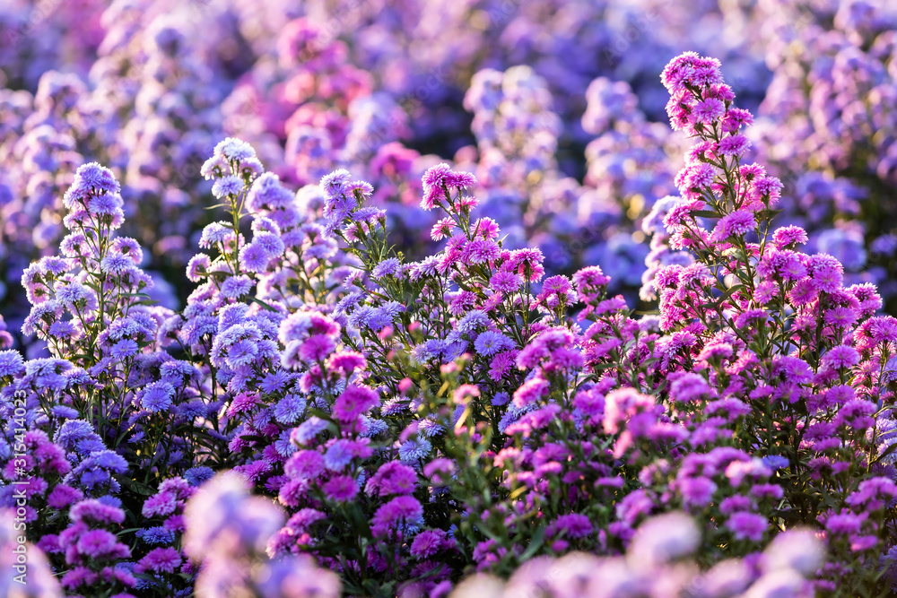 Fototapeta premium Purple Lavender and Cutter field flower in the nature garden background