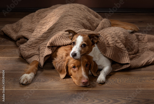 Two dogs lay under a blanket on a background of a brown wall. Nova Scotia Duck Tolling Retriever and Jack Russell Terrier