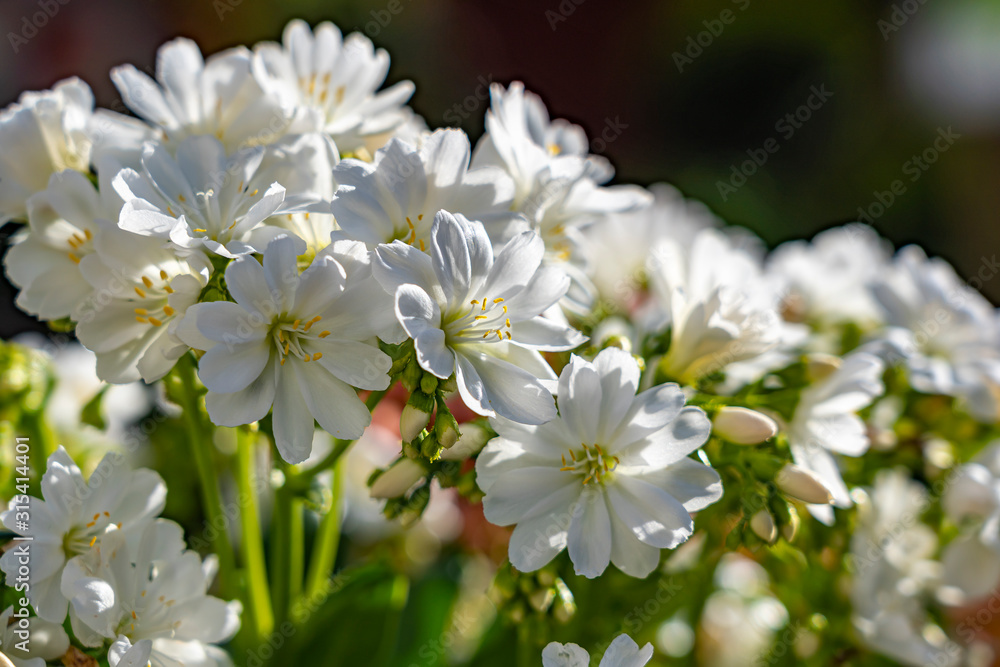 This exuberant white flowering succulent is a true summer spectacle