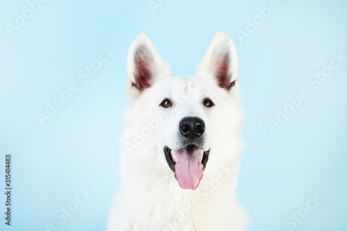 Swiss shepherd dog on blue background