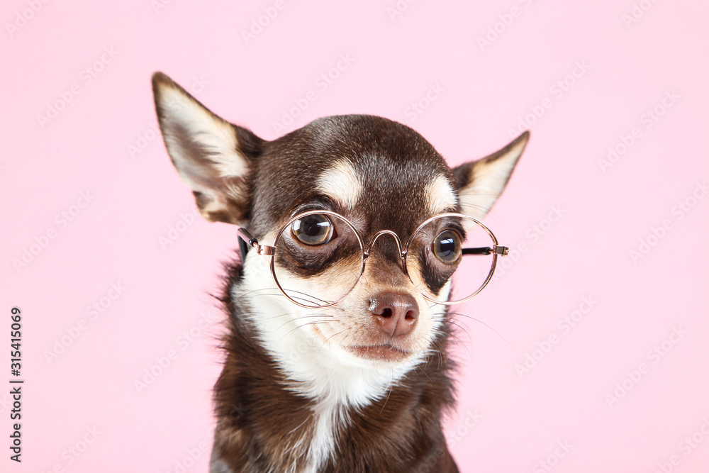 Chihuahua dog in eyeglasses on pink background