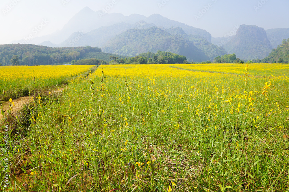 yellow flower of sunn hemp are blossoming along country roadside in spring time with mountain as background
