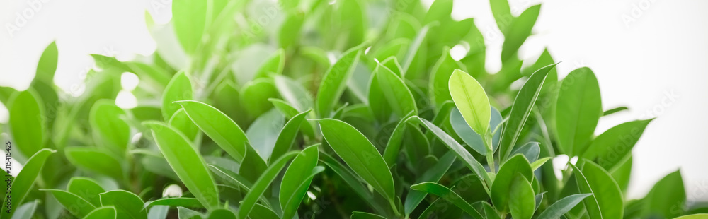 Close up of nature view green leaf on blurred greenery background under sunlight with bokeh and copy space using as background natural plants landscape, ecology cover concept. Close up of nature view green leaf on blurred greenery background under sunlight with bokeh and copy space using as background natural plants landscape, ecology cover concept.