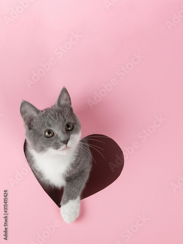 A grey kitten peeks out of a heart-shaped hole on a pink background. Design blank for Valentine's Day, greeting card, expression of love. Copy space.