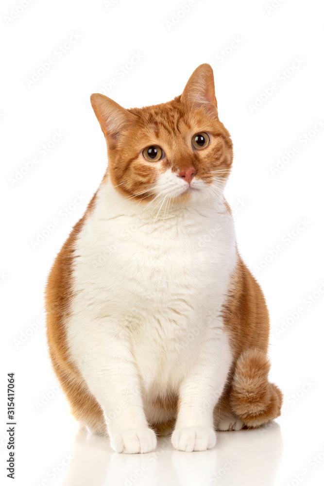 Adult brown and white cat with overweigh