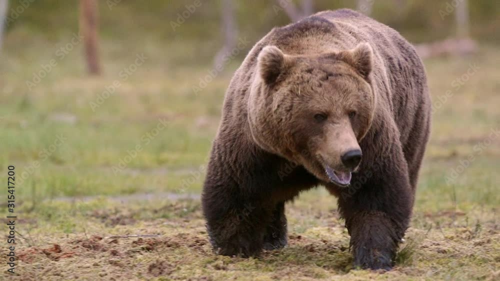 big brown bear walking in swamp watching angry front view big brown bear walking in swamp watching angry front view