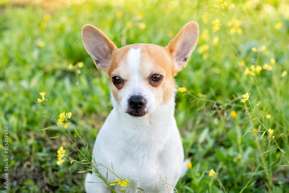 Funny white Chihuahua with big ears Funny white Chihuahua with big ears
