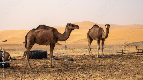 dos camellos de pie en el desierto