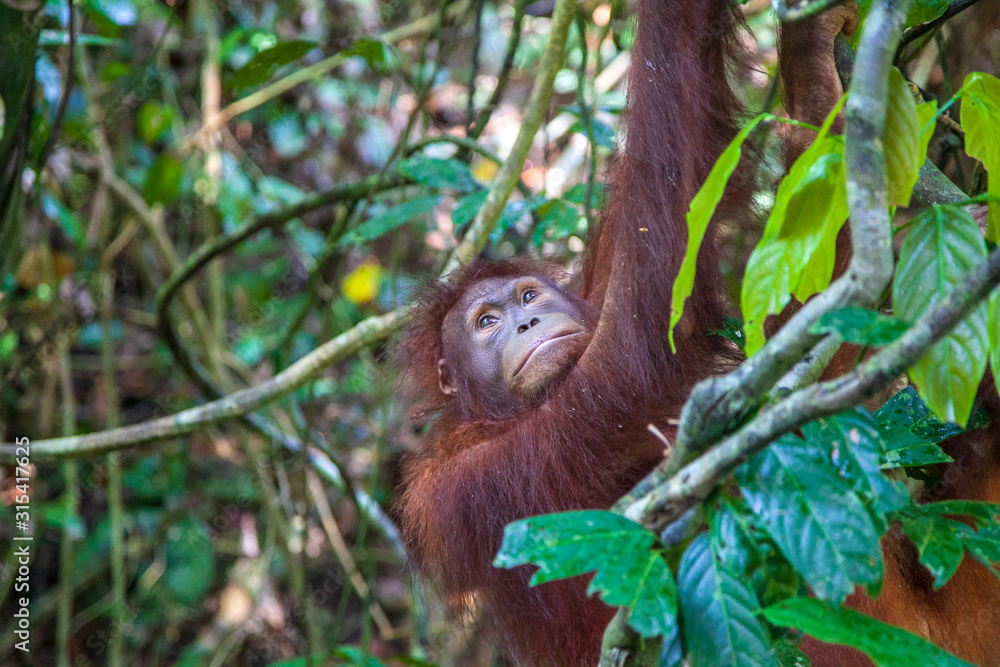 Fototapeta premium close-up of the orungutan, in the jungle of indonesia