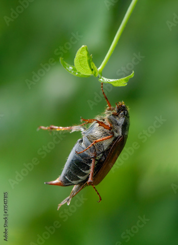 Sterbender Maikäfer nach Gifteinsatz photo