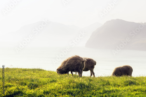 Fototapeta Morning view on the summer Faroe islands with three sheeps on a foreground