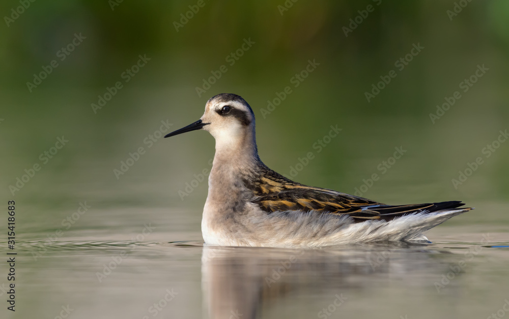 Fototapeta premium Young Red-necked phalarope floats on water surface in evening light