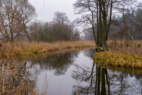 Pochmurny i mglisty dzień w Dolinie Supraśli. Puszcza Knyszyńska, Podlasie, Polska