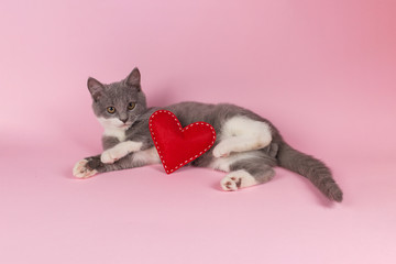 Grey kitten plays with red heart on a pink background. The concept of a Valentine's Day card.