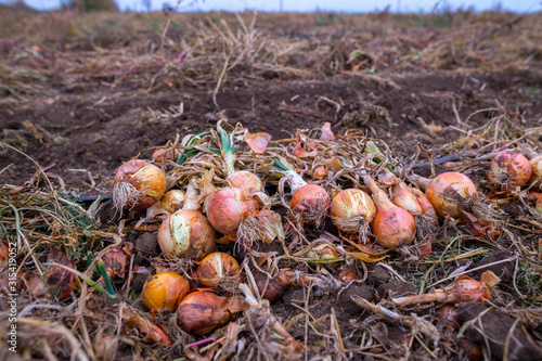 A huge autumn field with onion crop grown by drip irrigation technology. The bulbs are mechanically selected from the soil and naturally dried.