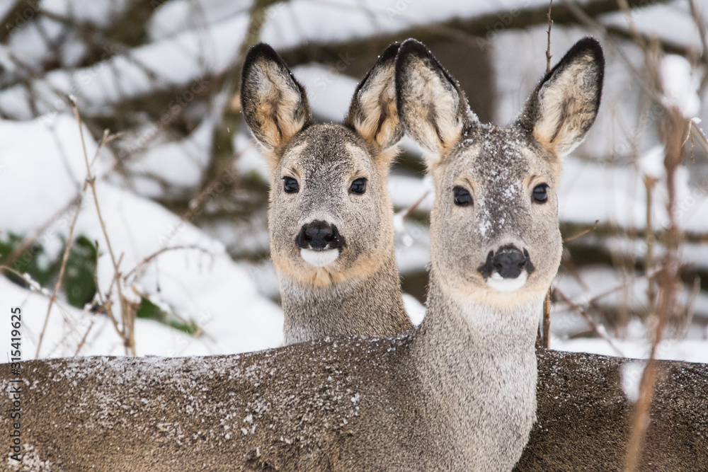 Fototapeta premium Roe deer / Capreolus capreolus